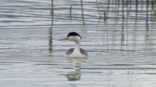 Western grebe drake diving underwater as it hunts for food
