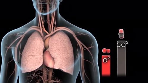 Animated 3D Human Respiratory and Circulatory System
