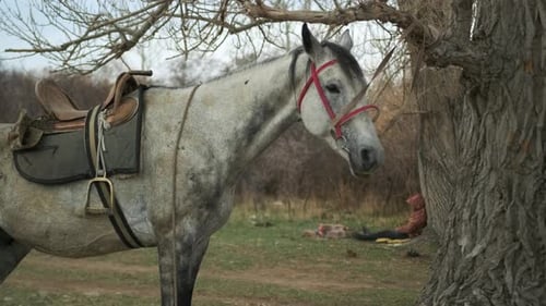 Gray Horse Stands Tied to Tree in Rural Area