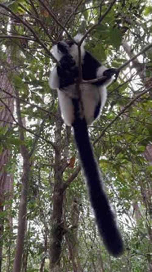 Lémur huppé noir et blanc (Varecia variegata) assis sur un arbre et regardant autour de lui,