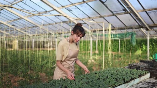 Woman Gardening Green Plants in a Sunny Greenhouse