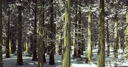 Winter Forest Landscape Featuring Tall Trees Covered in Snow