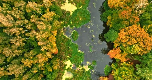 Top down view of small river and forest in autumn.