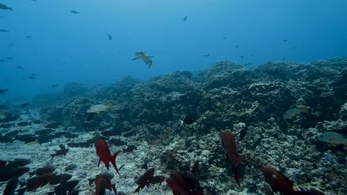 Whitetip reef shark in clear water swims above a tropical coral reef in an atoll of the south pacifi