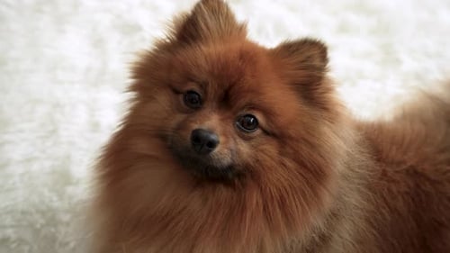 Fluffy Ginger Pomeranian Dog Looks at Camera
