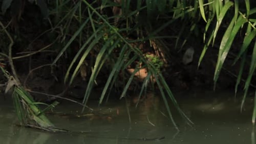 the beauty of the river in nature