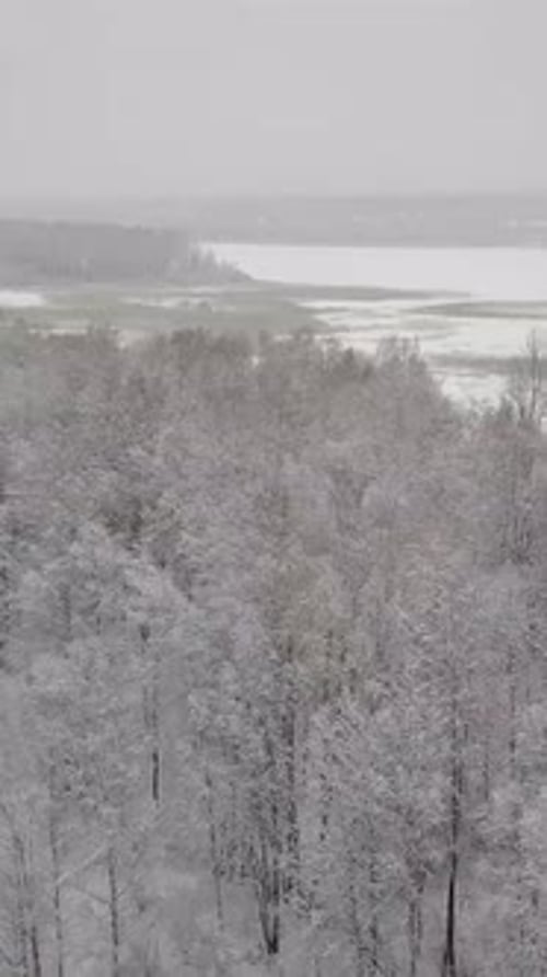 Vertical of Aerial Quadcopter View of Snowy Forest Many Trees Covered By Snow