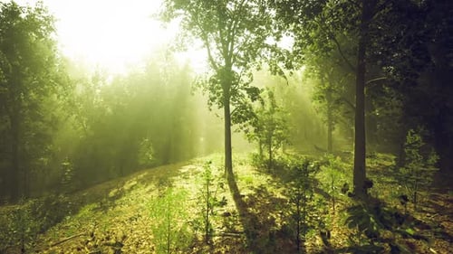 L'éclairage Golden Hour baigne les collines belges dans des teintes et des ombres chaudes