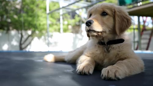 Golden Retriever Puppy Relaxing on a Trampoline