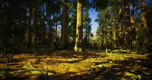 Sunlight Filters Through Towering Trees in a Serene Forest Setting