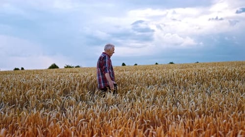 Adult male farmer in the field of ripe wheat. Caucasian man stroking dry yellow spikelets.