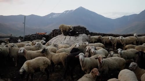 Eine Schafherde drängt sich auf einer Bergbauernhof zusammen Ihre Wolle eine Mischung aus Weiß und Braun Ein verschneiter Gipfel