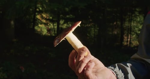 Person Holding a Large Mushroom in a Forest Setting Foraging and Nature Exploration Concept Closeup