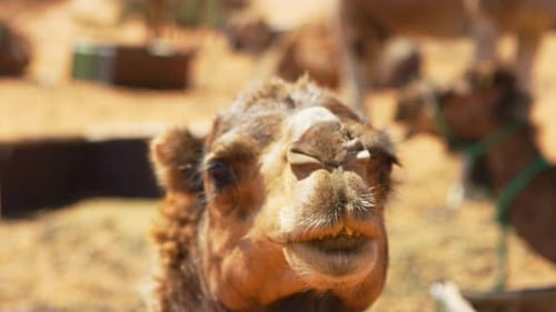 Zeitlupe eines Kamels in Merzouga, Marokko. Handheld-Nahaufnahme.