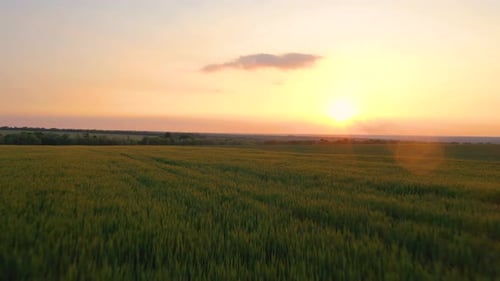 Evening Wheat Field 19