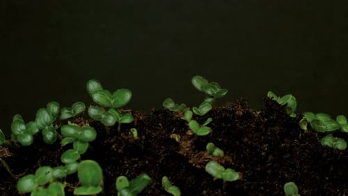 Green Seedlings Growing From Soil Time-Lapse