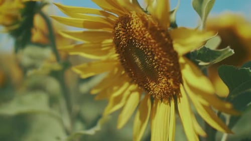 Beautiful Yellow Sunflower Field Close-Up Under Blue Sky