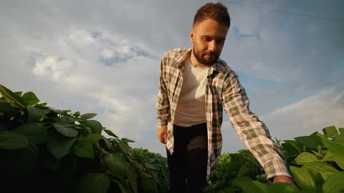 Farmer Inspecting Young Soybean Plants in a Field at Sunset