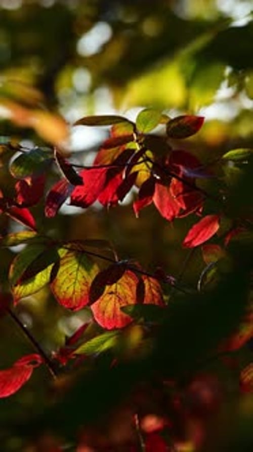 Branch with green-red leaves glow from sunlight in autumn, closeup.