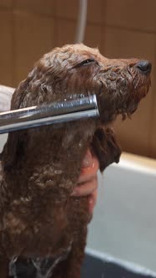 Cute Brown Dog Getting a Bath