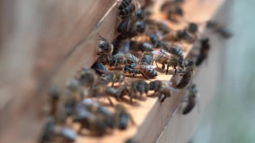 Honey bees flying in and out of a wooden bee hive brining and carrying pollen in corbiculae located
