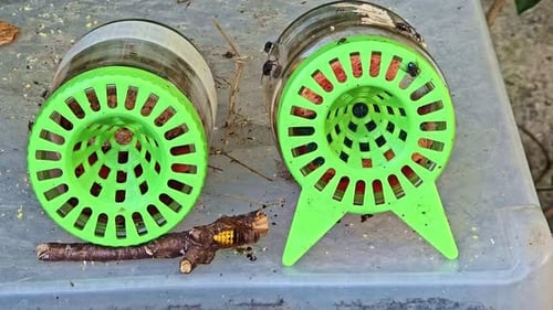 Hornet Traps Attracting Wasps Outdoors