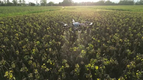 Agricultural Drone Spraying Sunflower Field 19