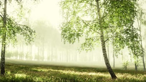Sunset or Dawn in a Spring Birch Forest with Bright Young Foliage