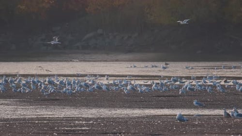 Many river gulls hunt fish in lakes, rivers, and canals. Seagulls fly over the water.