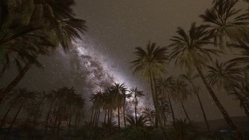 Milky Way Galaxy Night Sky with Palm Trees