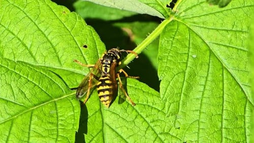 Nahaufnahme einer Wespe auf Himbeerblättern im Garten