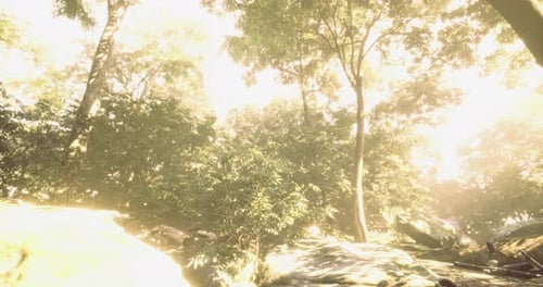 Sunlight Filters Through Lush Trees in a Serene Forest Setting