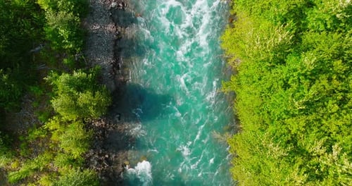 Top Down View of Fast Moving River Surrounded By Pine Forest Canada