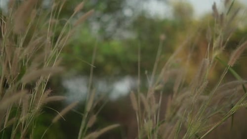 Tall Grass Blowing in a Gentle Breeze
