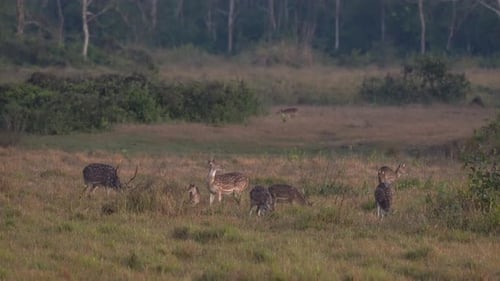 A group of spotted deer alert for the dangers in the jungle.