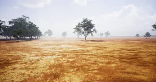 Moving Through a Dry Arid Landscape with Sparse Trees