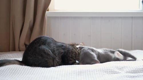 Happy Cat Family joue ensemble, une mère chatte et un petit chaton jouant l'un avec l'autre sur le