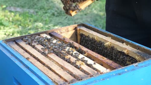 16 Uhr. Der Imker inspiziert die Bienenrahmen und entfernt sie aus dem Bienenstock. Imkerei und Honigprodukte