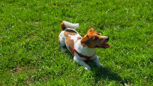 Jack Russell terrier is lying on green grass
