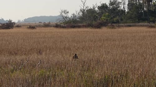 Northern harrier and birds in a field