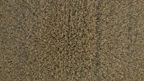 Luftaufnahmen der landwirtschaftlichen Feldtextur von oben nach unten