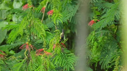 a small wild bird named Brown throated sunbird was sucking the nectar of calliandra flowers