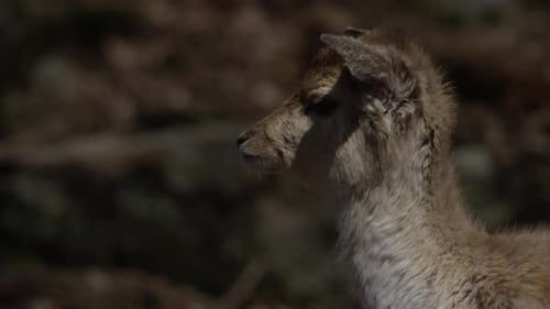 Gentle Deer Close Up in Natural Habitat