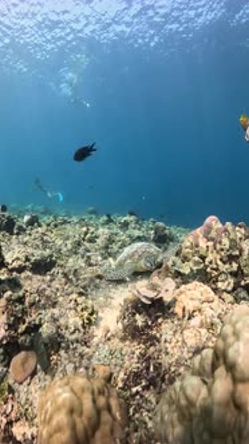 Sea turtle or chelonioidea underwater view diving with turtles divers scuba dive in the sea.