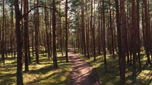 Fly Drone Along the Road Path Moving Through an Old Dense Forest with Tall Trees and Green Foliage