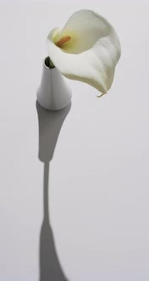Vertikales Video einer weißen Kalia-Blume in weißer Vase mit Kopierraum auf weißem Hintergrund
