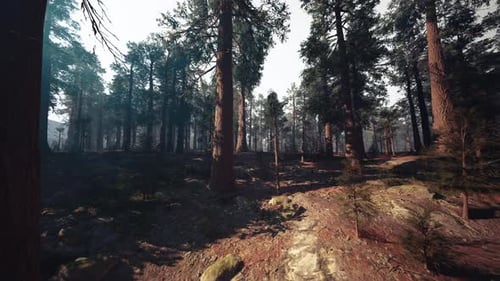 Peaceful Pine Grove Illuminated By Warm Sunset and Misty Air