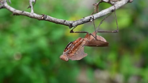 Dead Leaf Mantis, Deroplatys desiccata; pretending to be a dead leaf while swinging a little as its