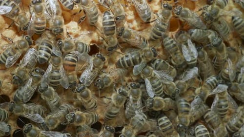 Bees Working Together on Honeycomb Close Up