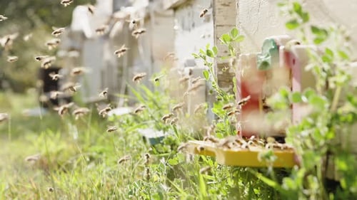 A swarm of bees flies around the hive in the sunlight, slow-motion. Apiary in the forest.